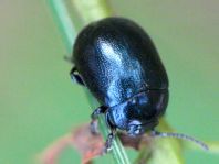 Chrysolina varians, Johanniskraut-Blattkäfer