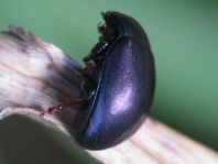 Chrysolina sturmi