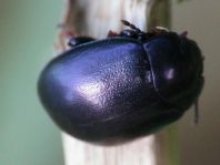 Chrysolina sturmi