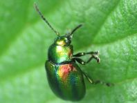 Ovaläugiger Blattkäfer, Chrysolina fastuosa