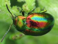 Ovaläugiger Blattkäfer, Chrysolina fastuosa