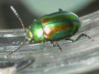 Ovaläugiger Blattkäfer, Chrysolina fastuosa