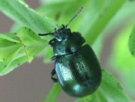 Chrysolina varians, Johanniskraut-Blattkäfer