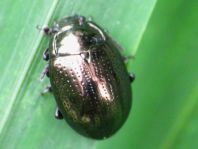 Chrysolina oricalcia