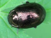 Chrysolina oricalcia