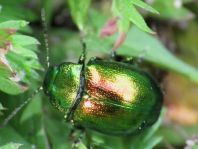 Chrysolina graminis