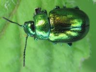 Chrysolina herbacea, Minzeblattkäfer
