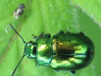 Chrysolina herbacea, Minzeblattkäfer