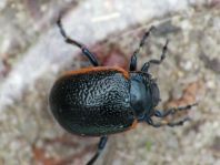 Chrysolina kuesteri