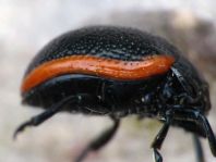 Chrysolina kuesteri