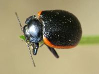 Chrysolina kuesteri