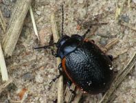 Chrysolina kuesteri