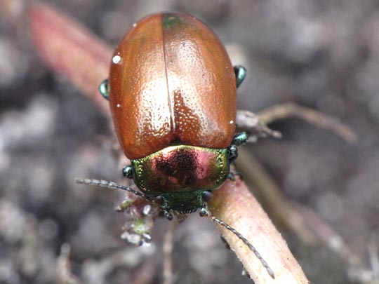 Geglätteter Blattkäfer, Chrysolina polita
