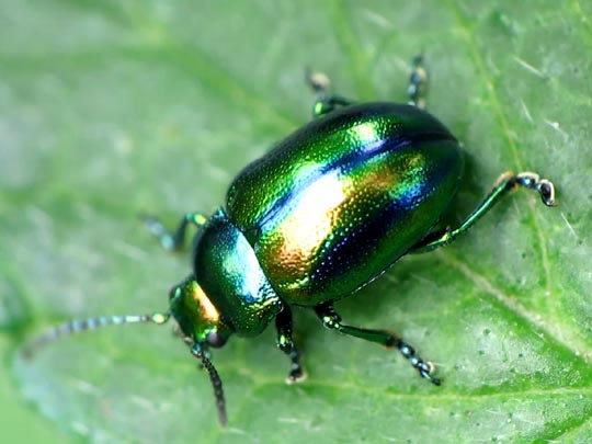 Ovaläugiger Blattkäfer, Chrysolina fastuosa