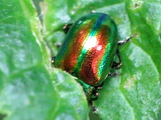 Ovaläugiger Blattkäfer, Chrysolina fastuosa