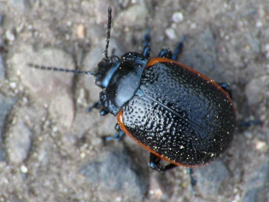 Chrysolina sp.