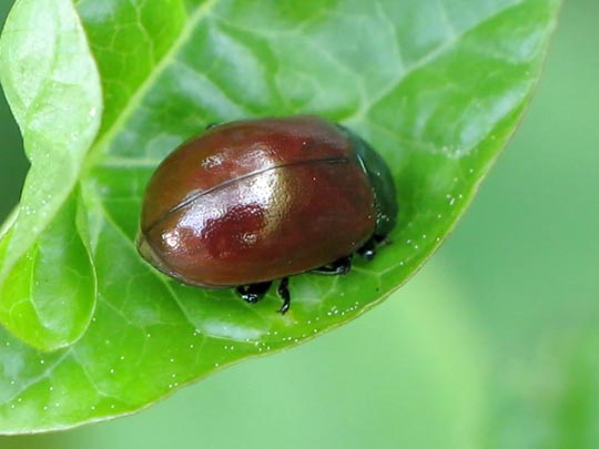 Geglätteter Blattkäfer, Chrysolina polita