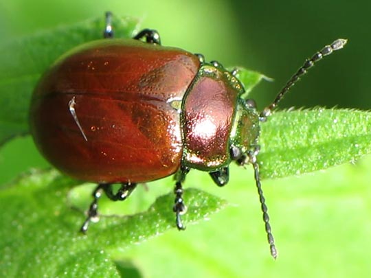Geglätteter Blattkäfer, Chrysolina polita