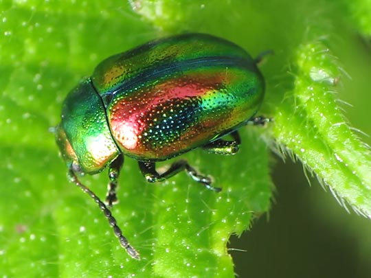 Ovaläugiger Blattkäfer, Chrysolina fastuosa