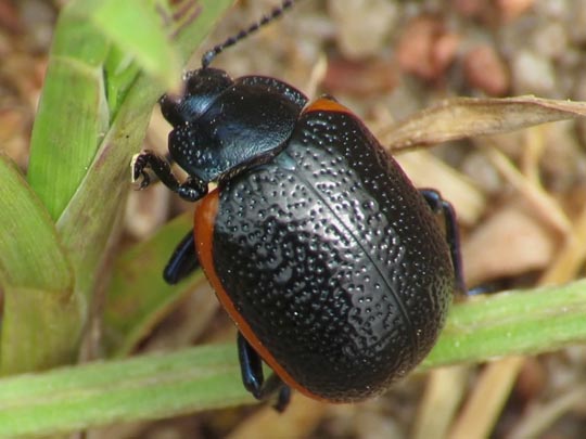 Chrysolina kuesteri