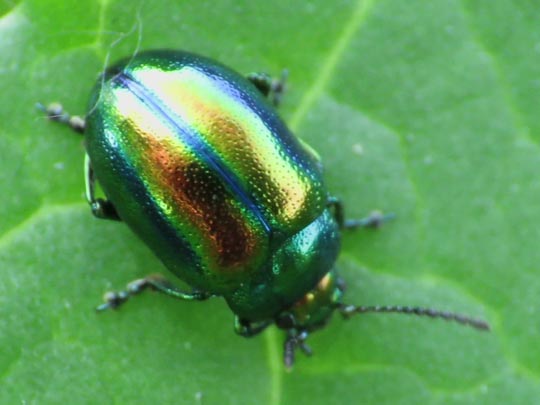Ovaläugiger Blattkäfer, Chrysolina fastuosa