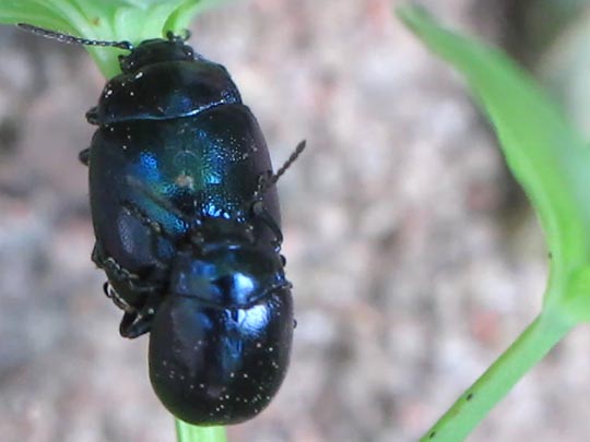 Chrysolina varians, Johanniskraut-Blattkäfer