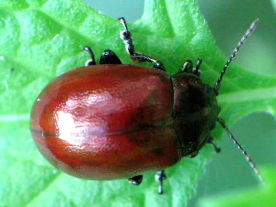Geglätteter Blattkäfer, Chrysolina polita