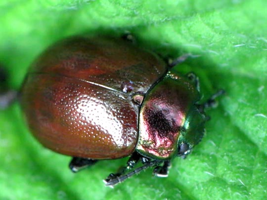 Geglätteter Blattkäfer, Chrysolina polita