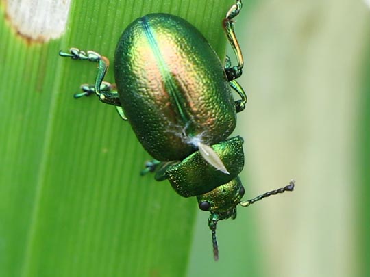 Chrysolina graminis