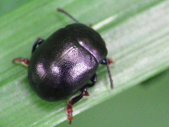 Chrysolina sturmi