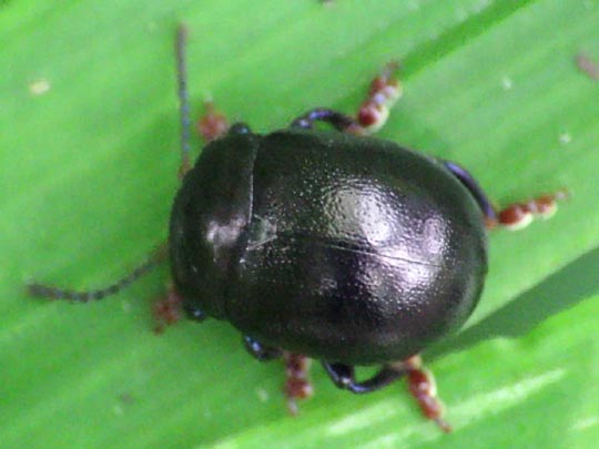 Chrysolina sturmi