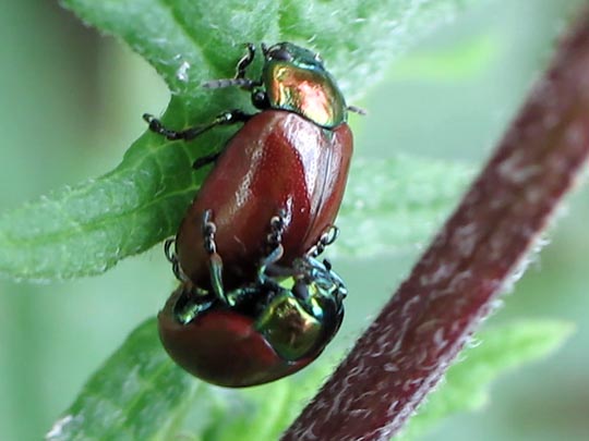 Geglätteter Blattkäfer, Chrysolina polita