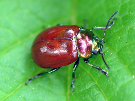 Geglätteter Blattkäfer, Chrysolina polita