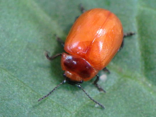 Chrysolina sp.