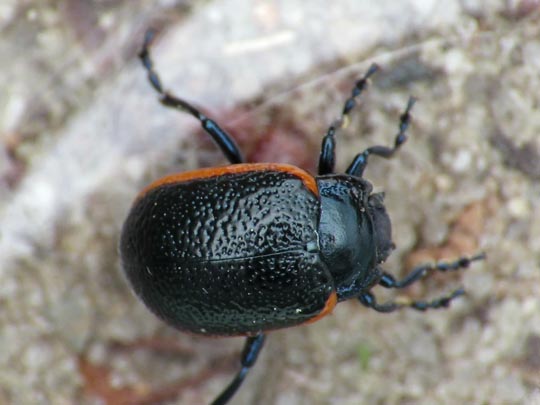 Chrysolina kuesteri