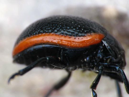Chrysolina kuesteri