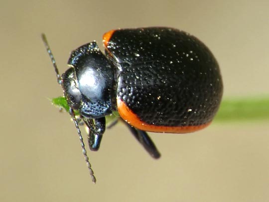 Chrysolina kuesteri