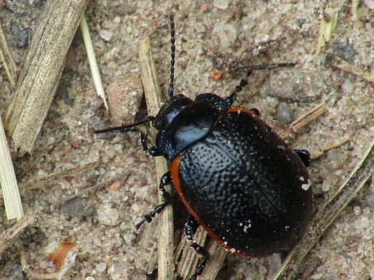 Chrysolina kuesteri