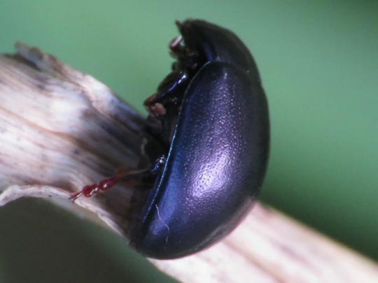 Chrysolina sturmi