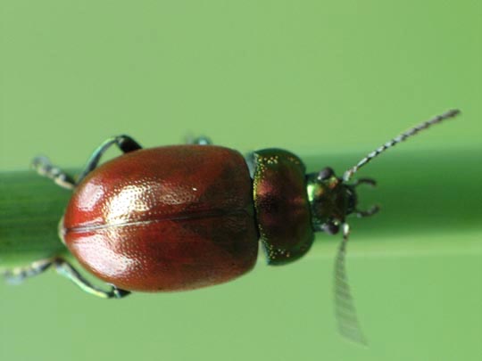 Geglätteter Blattkäfer, Chrysolina polita