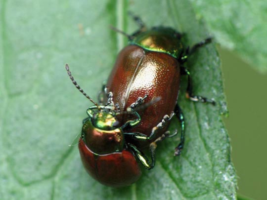 Geglätteter Blattkäfer, Chrysolina polita