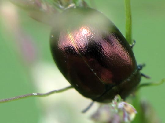 Chrysolina varians, Johanniskraut-Blattkäfer