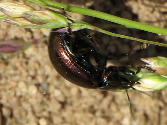 Chrysolina varians, Johanniskraut-Blattkäfer