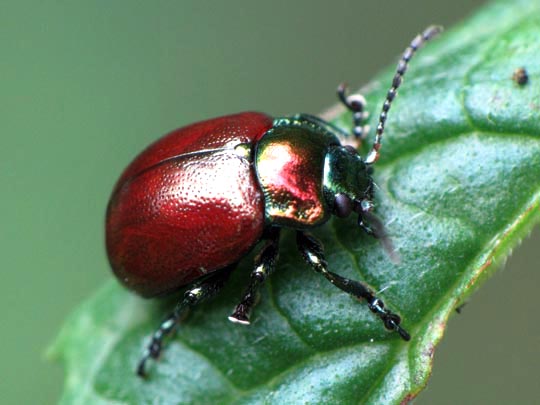 Geglätteter Blattkäfer, Chrysolina polita