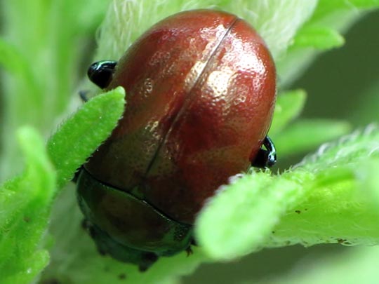 Geglätteter Blattkäfer, Chrysolina polita
