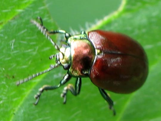 Geglätteter Blattkäfer, Chrysolina polita