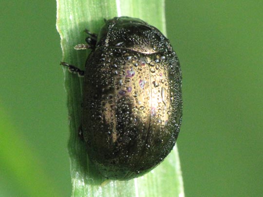 Chrysolina oricalcia