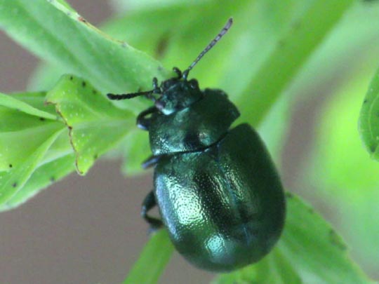 Chrysolina varians, Johanniskraut-Blattkäfer
