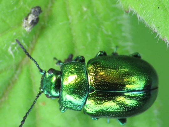 Chrysolina herbacea, Minzeblattkäfer