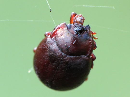 Chrysolina staphylaea